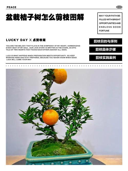 盆栽桔子树冬天修剪有何技巧？-第2张图片-吾爱花网