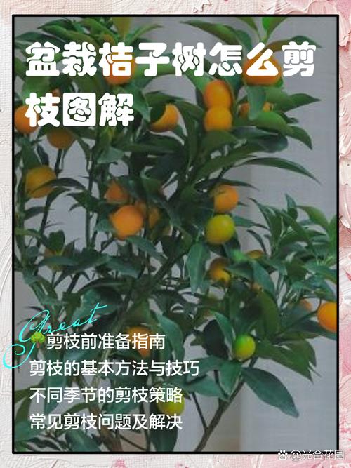 盆栽桔子树冬天修剪有何技巧?-第1张图片-吾爱花网 盆栽桔子树冬天修剪有何技巧?-第1张图片-吾爱花网