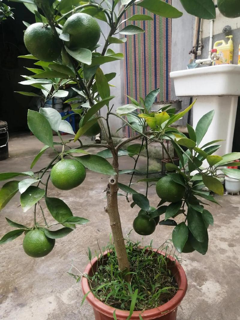 盆栽桔子树冬天修剪有何技巧?-第3张图片-吾爱花网 盆栽桔子树冬天修剪有何技巧?-第3张图片-吾爱花网