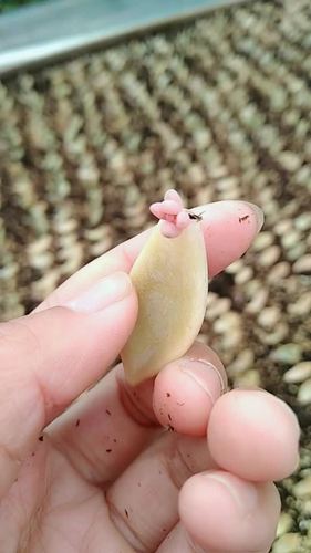 多肉砍头什么季节最合适？-第3张图片-吾爱花网