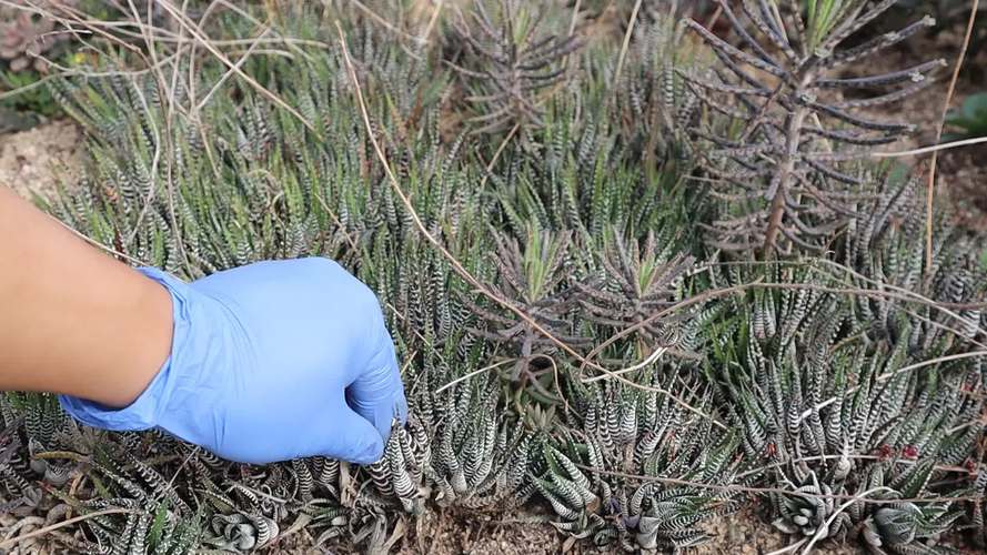 多肉砍头什么季节最合适?-第2张图片-吾爱花网 多肉砍头什么季节最合适?-第2张图片-吾爱花网