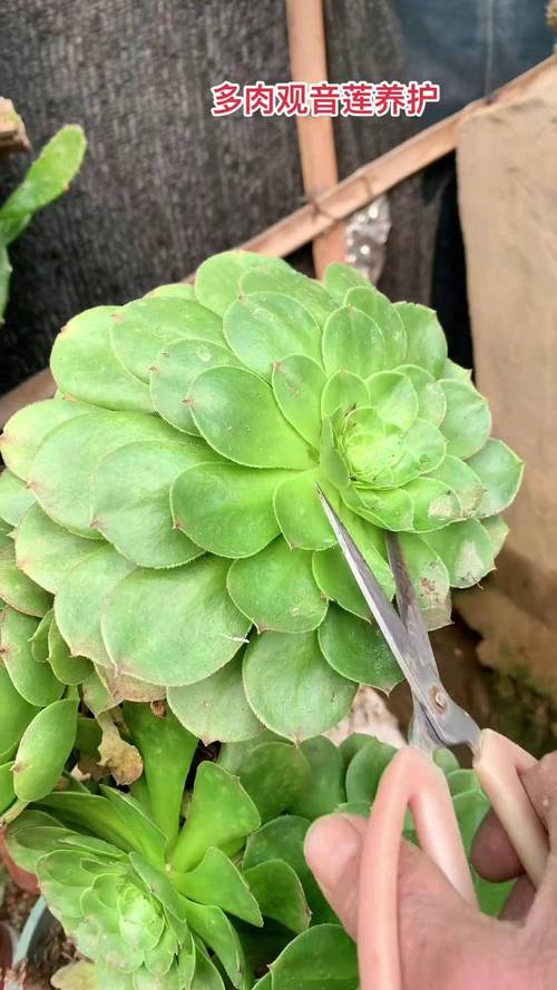 多肉砍头什么季节最合适?-第1张图片-吾爱花网 多肉砍头什么季节最合适?-第1张图片-吾爱花网