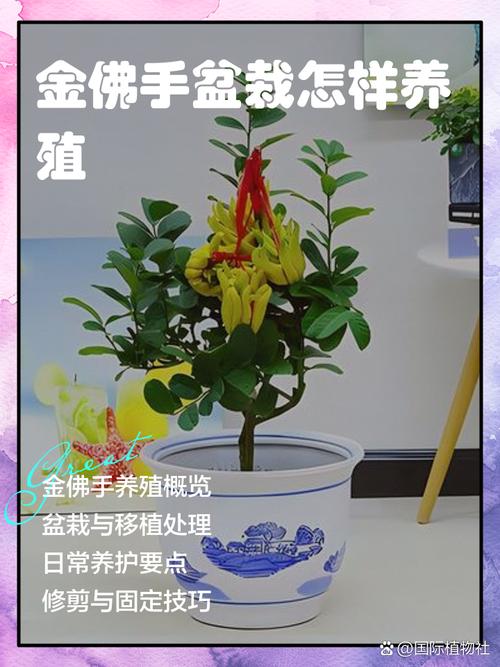 金佛手盆栽怎么养才能结果?-第1张图片-吾爱花网 金佛手盆栽怎么养才能结果?-第1张图片-吾爱花网