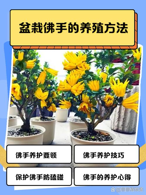 金佛手盆栽怎么养才能结果？-第3张图片-吾爱花网