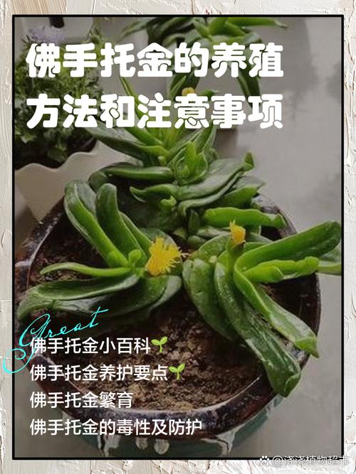 金佛手盆栽怎么养才能结果?-第2张图片-吾爱花网 金佛手盆栽怎么养才能结果?-第2张图片-吾爱花网