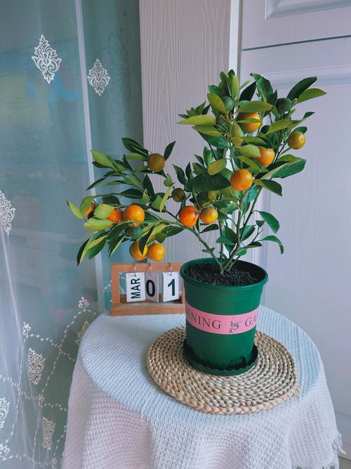孕妇家里能养金桔盆栽吗?-第1张图片-吾爱花网 孕妇家里能养金桔盆栽吗?-第1张图片-吾爱花网