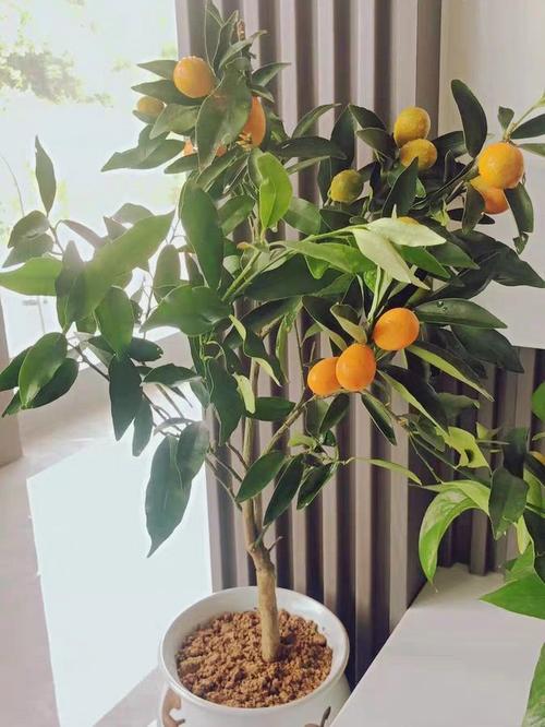 孕妇家里能养金桔盆栽吗?-第2张图片-吾爱花网 孕妇家里能养金桔盆栽吗?-第2张图片-吾爱花网