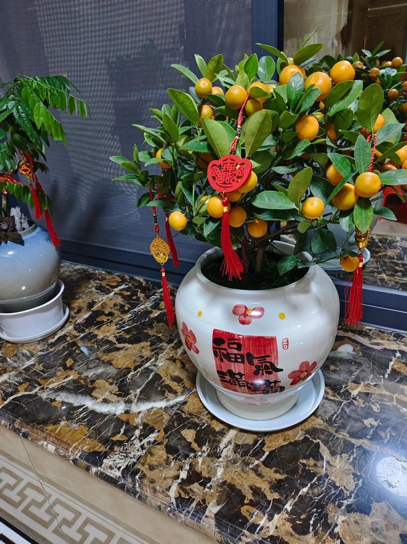 孕妇家里能养金桔盆栽吗?-第3张图片-吾爱花网 孕妇家里能养金桔盆栽吗?-第3张图片-吾爱花网