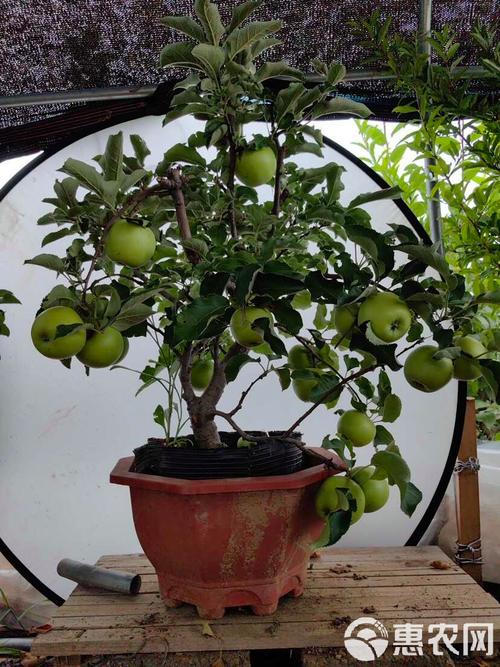 苹果盆栽冬天到底要不要剪枝?-第3张图片-吾爱花网 苹果盆栽冬天到底要不要剪枝?-第3张图片-吾爱花网