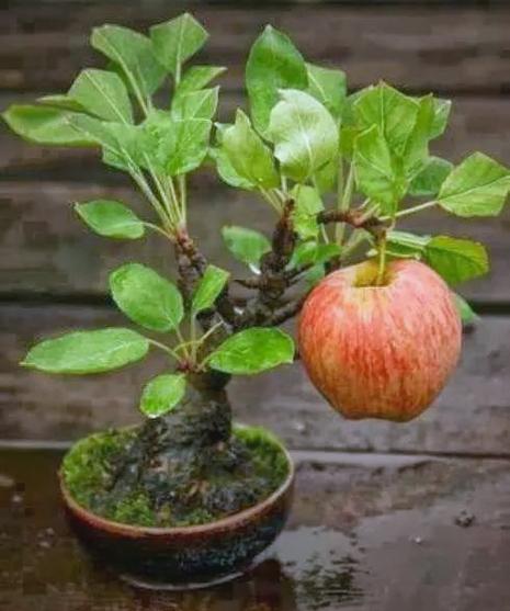 苹果盆栽冬天到底要不要剪枝?-第2张图片-吾爱花网 苹果盆栽冬天到底要不要剪枝?-第2张图片-吾爱花网