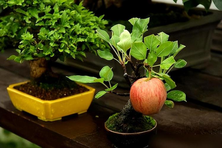 苹果盆栽冬天到底要不要剪枝?-第1张图片-吾爱花网 苹果盆栽冬天到底要不要剪枝?-第1张图片-吾爱花网