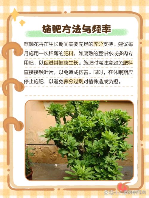 盆栽红麒麟怎么养?养护技巧有哪些?-第2张图片-吾爱花网 盆栽红麒麟怎么养?养护技巧有哪些?-第2张图片-吾爱花网