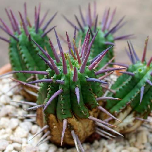 盆栽红麒麟怎么养?养护技巧有哪些?-第3张图片-吾爱花网 盆栽红麒麟怎么养?养护技巧有哪些?-第3张图片-吾爱花网