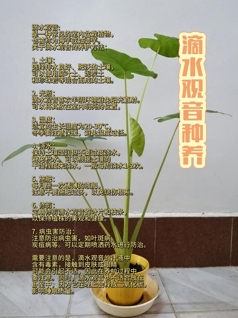 盆栽滴水观音怎么养才茂盛?-第1张图片-吾爱花网 盆栽滴水观音怎么养才茂盛?-第1张图片-吾爱花网