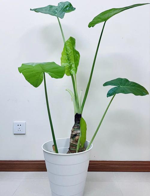 盆栽滴水观音怎么养才茂盛?-第2张图片-吾爱花网 盆栽滴水观音怎么养才茂盛?-第2张图片-吾爱花网