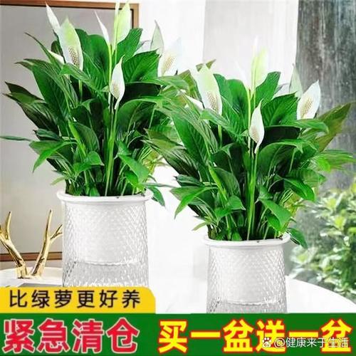 冬天水培一帆风顺能活吗?-第2张图片-吾爱花网 冬天水培一帆风顺能活吗?-第2张图片-吾爱花网