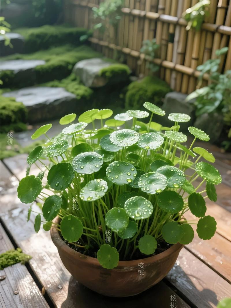 水培铜钱草淋雨会烂根吗?-第2张图片-吾爱花网 水培铜钱草淋雨会烂根吗?-第2张图片-吾爱花网