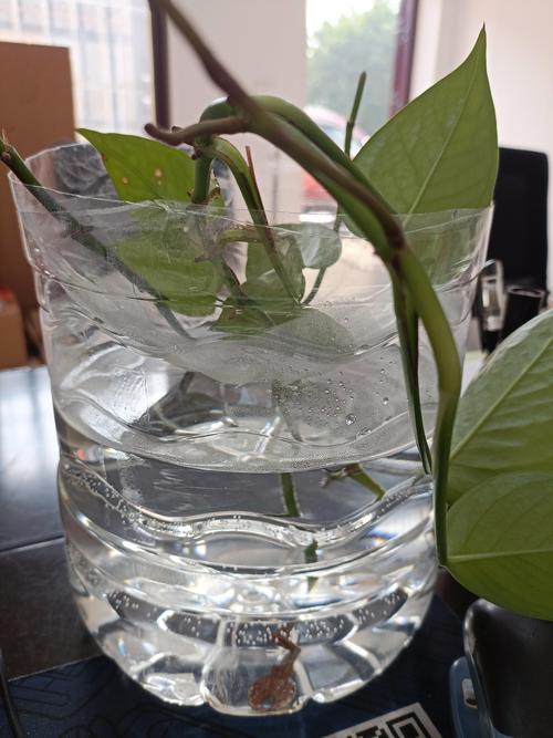 无叶绿萝根，水培能活吗？-第2张图片-吾爱花网