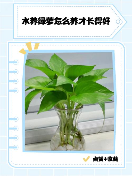 水培绿萝如何用摆杆让它向上爬？-第3张图片-吾爱花网