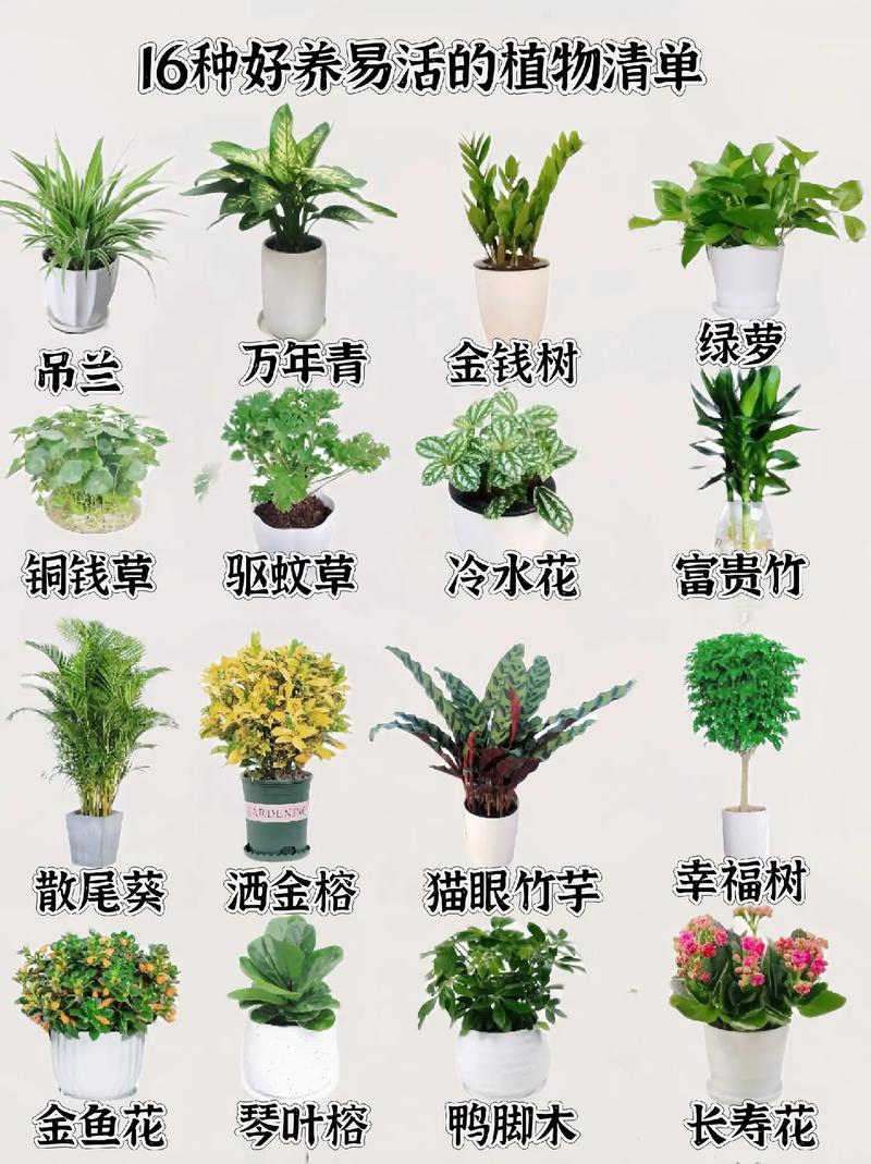 盆栽种植有哪些关键注意事项?-第1张图片-吾爱花网 盆栽种植有哪些关键注意事项?-第1张图片-吾爱花网