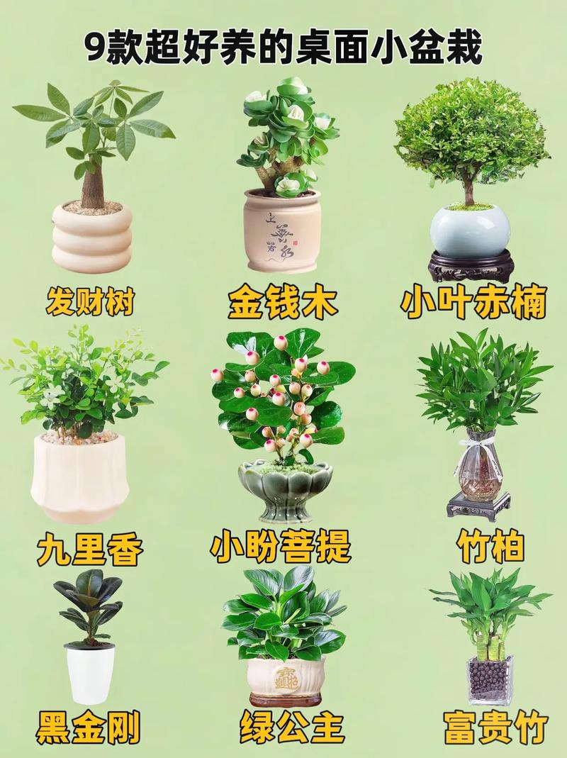 盆栽种植有哪些关键注意事项?-第3张图片-吾爱花网 盆栽种植有哪些关键注意事项?-第3张图片-吾爱花网