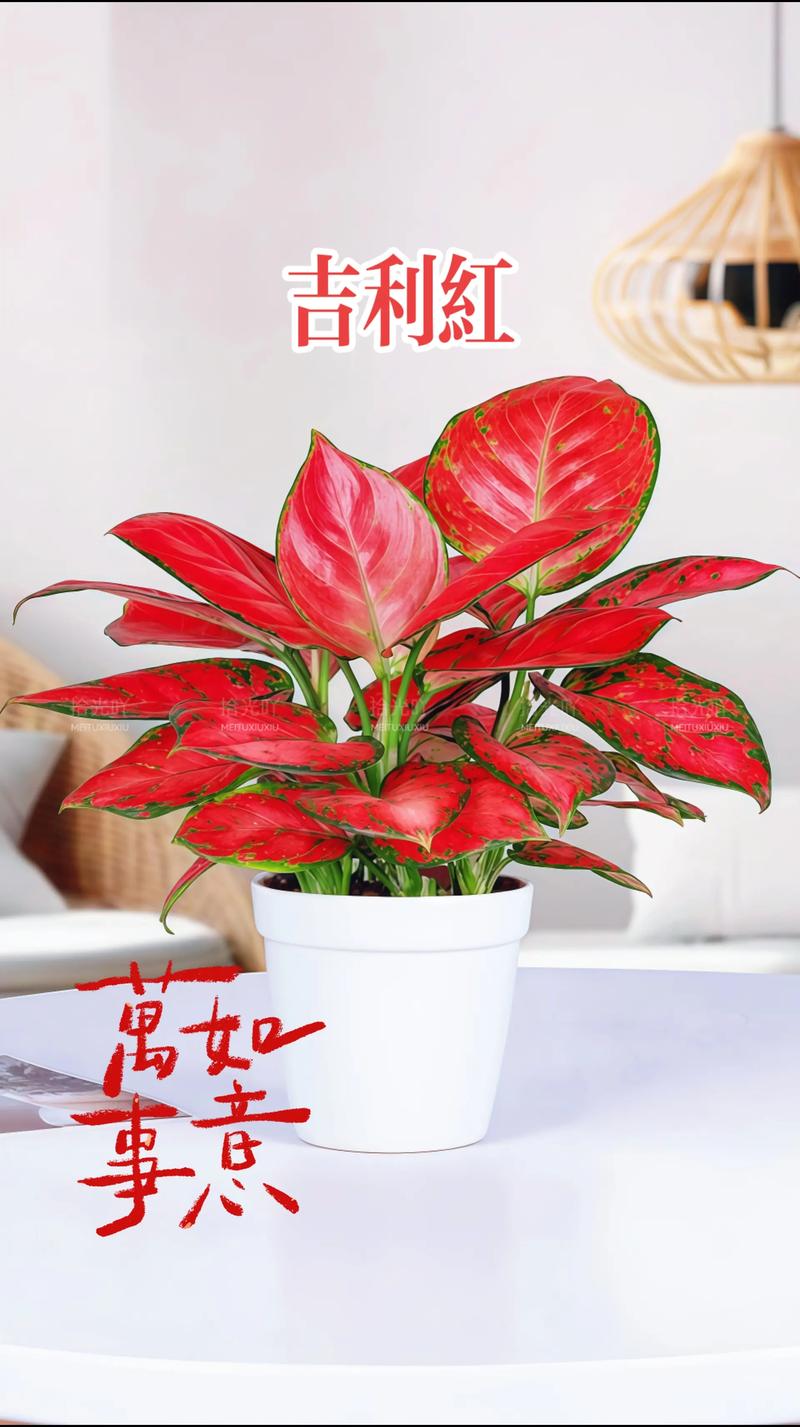 室内盆栽开花植物有哪些?-第3张图片-吾爱花网 室内盆栽开花植物有哪些?-第3张图片-吾爱花网