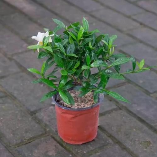 室内盆栽开花植物有哪些?-第1张图片-吾爱花网 室内盆栽开花植物有哪些?-第1张图片-吾爱花网