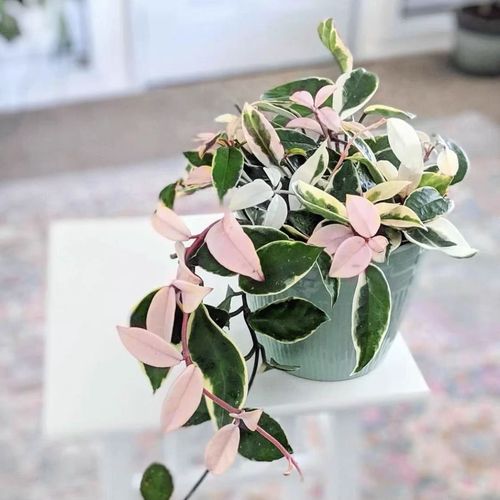 室内盆栽开花植物有哪些?-第2张图片-吾爱花网 室内盆栽开花植物有哪些?-第2张图片-吾爱花网