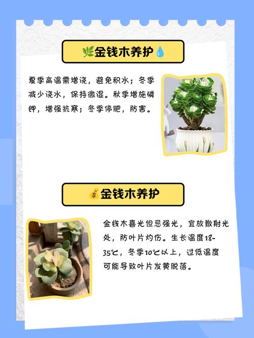 金钱树盆栽养护,关键有哪些技巧?-第2张图片-吾爱花网 金钱树盆栽养护,关键有哪些技巧?-第2张图片-吾爱花网