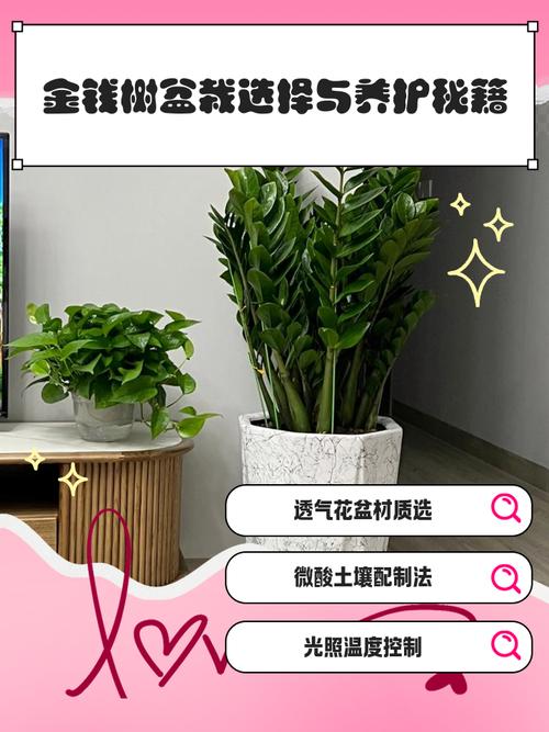 金钱树盆栽养护,关键有哪些技巧?-第3张图片-吾爱花网 金钱树盆栽养护,关键有哪些技巧?-第3张图片-吾爱花网