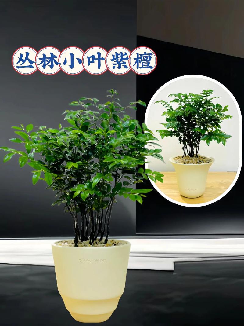 小叶紫檀叶子黑点咋回事?-第2张图片-吾爱花网 小叶紫檀叶子黑点咋回事?-第2张图片-吾爱花网