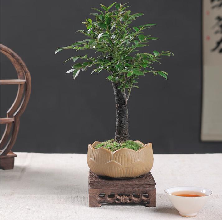 小叶紫檀叶子黑点咋回事?-第1张图片-吾爱花网 小叶紫檀叶子黑点咋回事?-第1张图片-吾爱花网