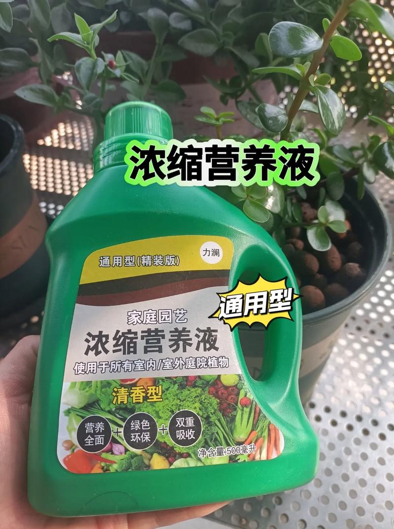 富贵竹水培营养液是啥？-第2张图片-吾爱花网
