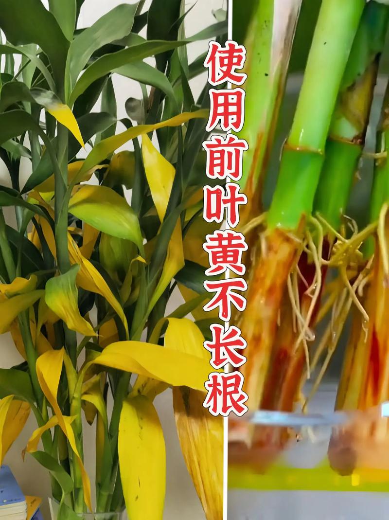 富贵竹水培营养液是啥？-第1张图片-吾爱花网