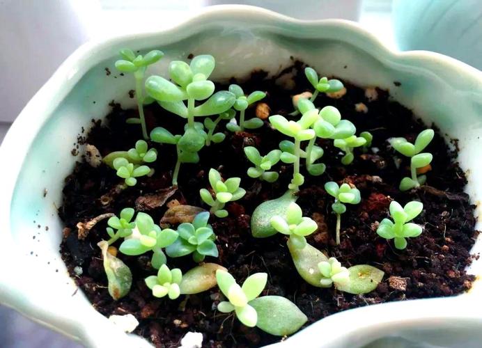 多肉小苗为何要多浇水?-第1张图片-吾爱花网 多肉小苗为何要多浇水?-第1张图片-吾爱花网