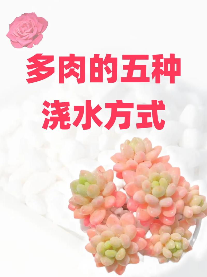 多肉小苗为何要多浇水?-第3张图片-吾爱花网 多肉小苗为何要多浇水?-第3张图片-吾爱花网