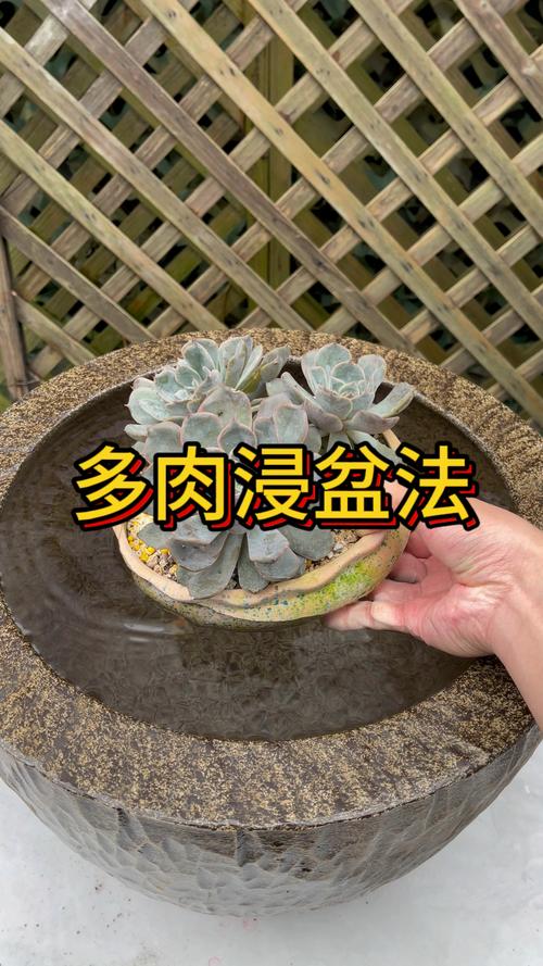 秋天多肉多菌灵浸盆，多久浇一次？-第2张图片-吾爱花网