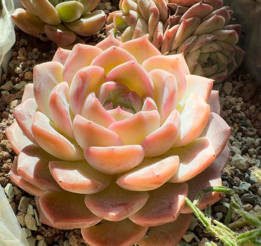 秋天多肉多菌灵浸盆,多久浇一次?-第1张图片-吾爱花网 秋天多肉多菌灵浸盆,多久浇一次?-第1张图片-吾爱花网