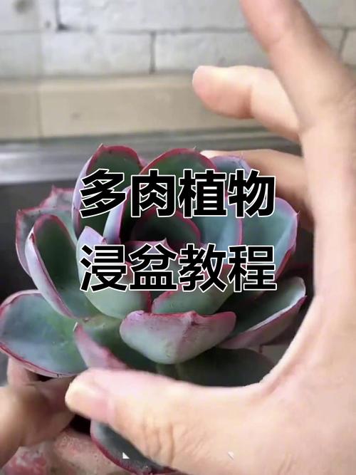 秋天多肉多菌灵浸盆，多久浇一次？-第3张图片-吾爱花网