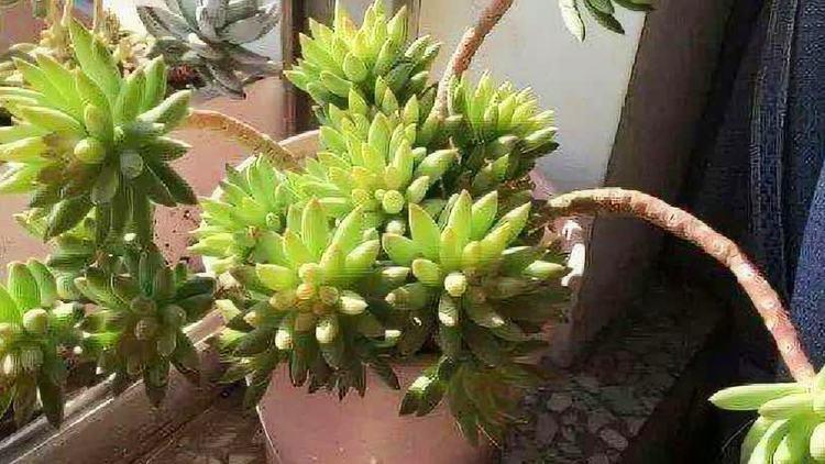 多肉化水后砍头,多菌灵要怎么用?-第2张图片-吾爱花网 多肉化水后砍头,多菌灵要怎么用?-第2张图片-吾爱花网