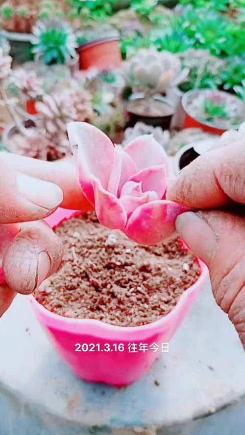 多肉化水后砍头,多菌灵要怎么用?-第1张图片-吾爱花网 多肉化水后砍头,多菌灵要怎么用?-第1张图片-吾爱花网