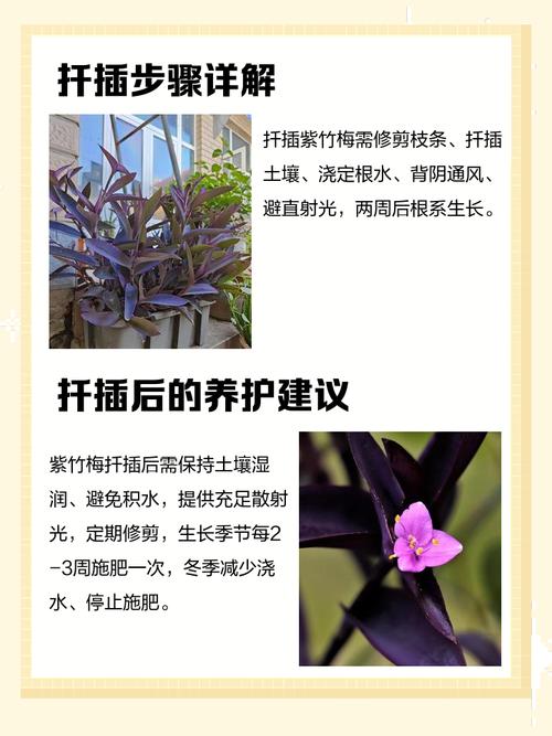 紫竹梅盆栽如何安全过冬?-第2张图片-吾爱花网 紫竹梅盆栽如何安全过冬?-第2张图片-吾爱花网