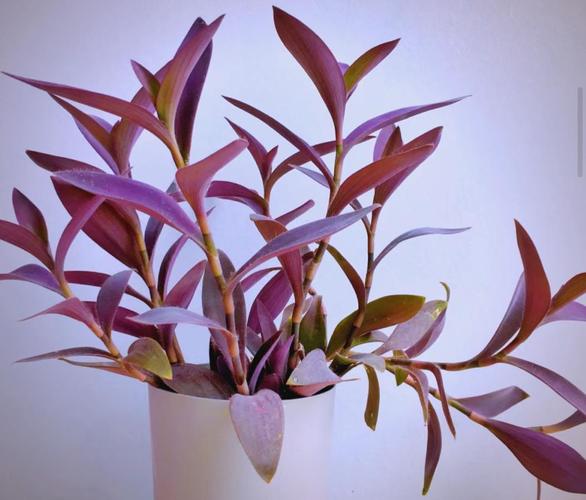 紫竹梅盆栽如何安全过冬?-第3张图片-吾爱花网 紫竹梅盆栽如何安全过冬?-第3张图片-吾爱花网