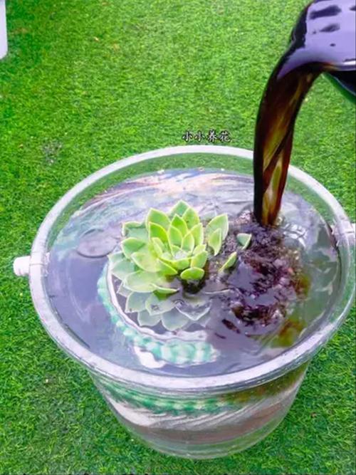 30多度高温，多肉到底能不能浇水？-第3张图片-吾爱花网