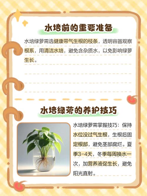 水培绿萝多久换水一次合适?-第3张图片-吾爱花网 水培绿萝多久换水一次合适?-第3张图片-吾爱花网