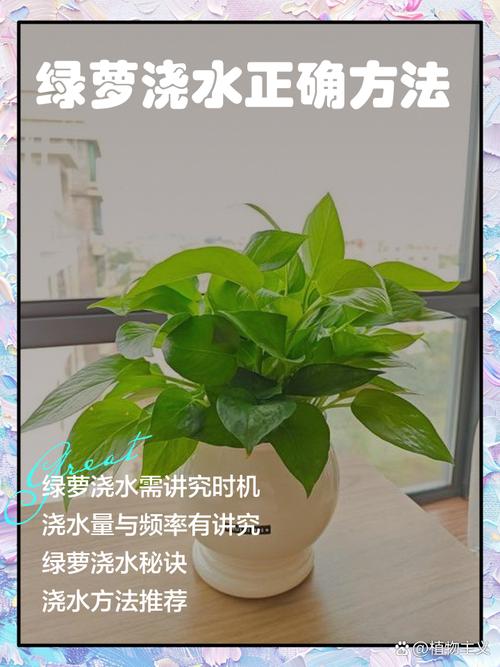 水培绿萝多久换水一次合适?-第1张图片-吾爱花网 水培绿萝多久换水一次合适?-第1张图片-吾爱花网