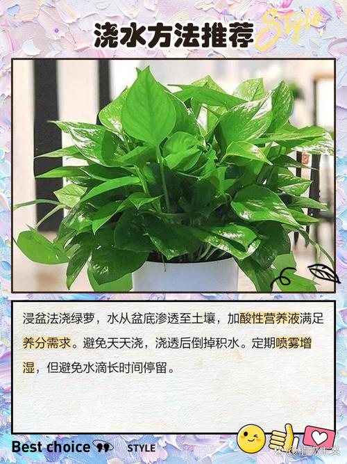 水培绿萝多久换水一次合适?-第2张图片-吾爱花网 水培绿萝多久换水一次合适?-第2张图片-吾爱花网