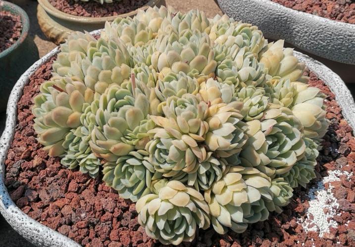 多肉牙签苗浇水怎么把控?-第1张图片-吾爱花网 多肉牙签苗浇水怎么把控?-第1张图片-吾爱花网