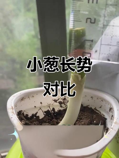 水培盆栽枯萎了,怎么救活?-第2张图片-吾爱花网 水培盆栽枯萎了,怎么救活?-第2张图片-吾爱花网