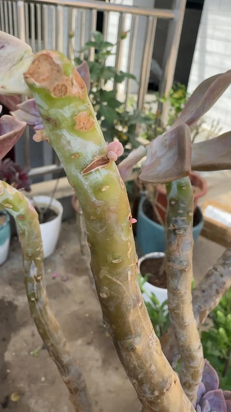 多肉发侧芽该多浇水还是控水？-第3张图片-吾爱花网